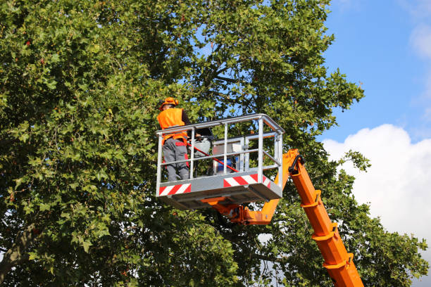 Best Stump Grinding and Removal  in Camp Croft, SC