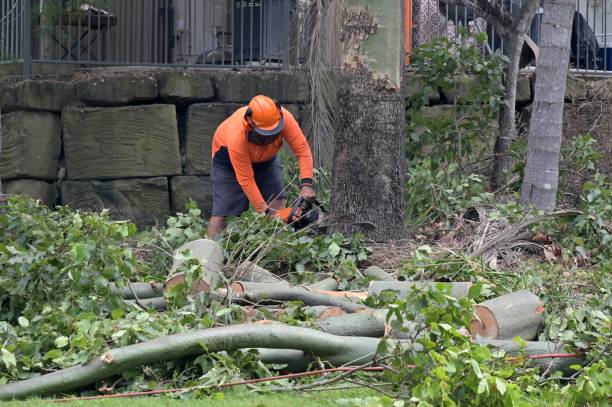 Best Tree Removal  in Camp Croft, SC